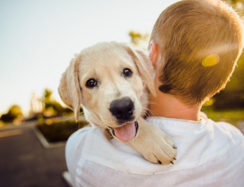 Good deeds animals do for us