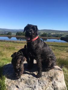 #Yorkshireday dog at Approach PR, award winning agency from Ilkley, West Yorkshire